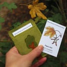 Leaf Spotter Cards, Flash Cards, British Trees