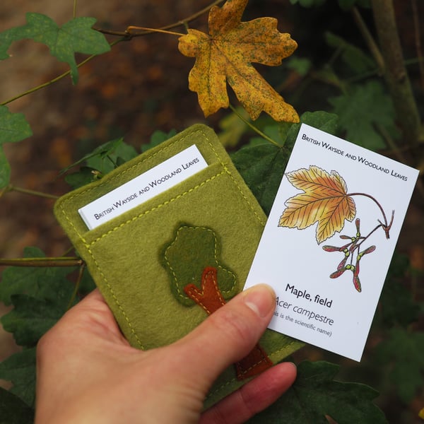 Leaf Spotter Cards, Flash Cards, British Trees