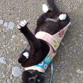 Sox Super Comfy Cat Harnesses