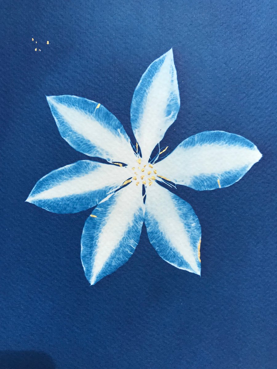 Original Art, Cyanotype Photogram, Art as gift, Botanical Art