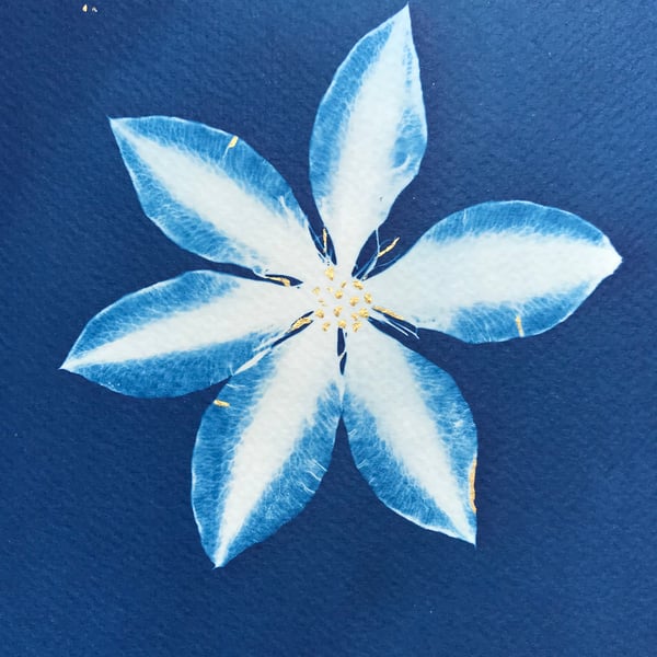 Original Art, Cyanotype Photogram, Art as gift, Botanical Art