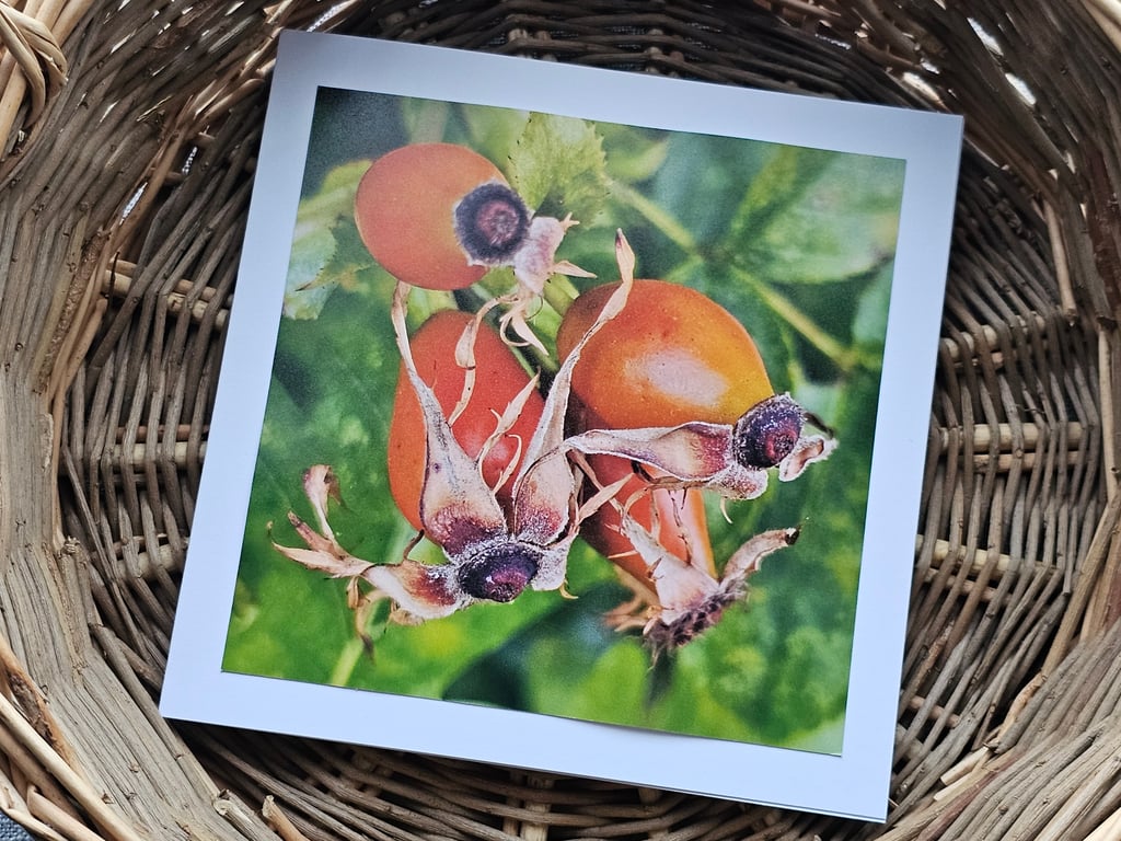 Hedgerow Rosehips Large Square Photography Card Size 6" x 6" Blank