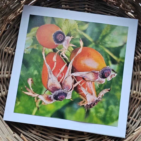 Hedgerow Rosehips Large Square Photography Card Size 6" x 6" Blank