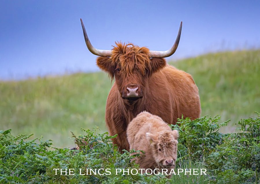 Horny coo print (Limited edition of 10)