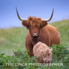 Horny coo print (Limited edition of 10)