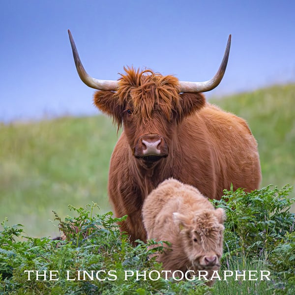 Horny coo print (Limited edition of 10)