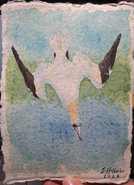 Gannet Original Watercolour Painting A6