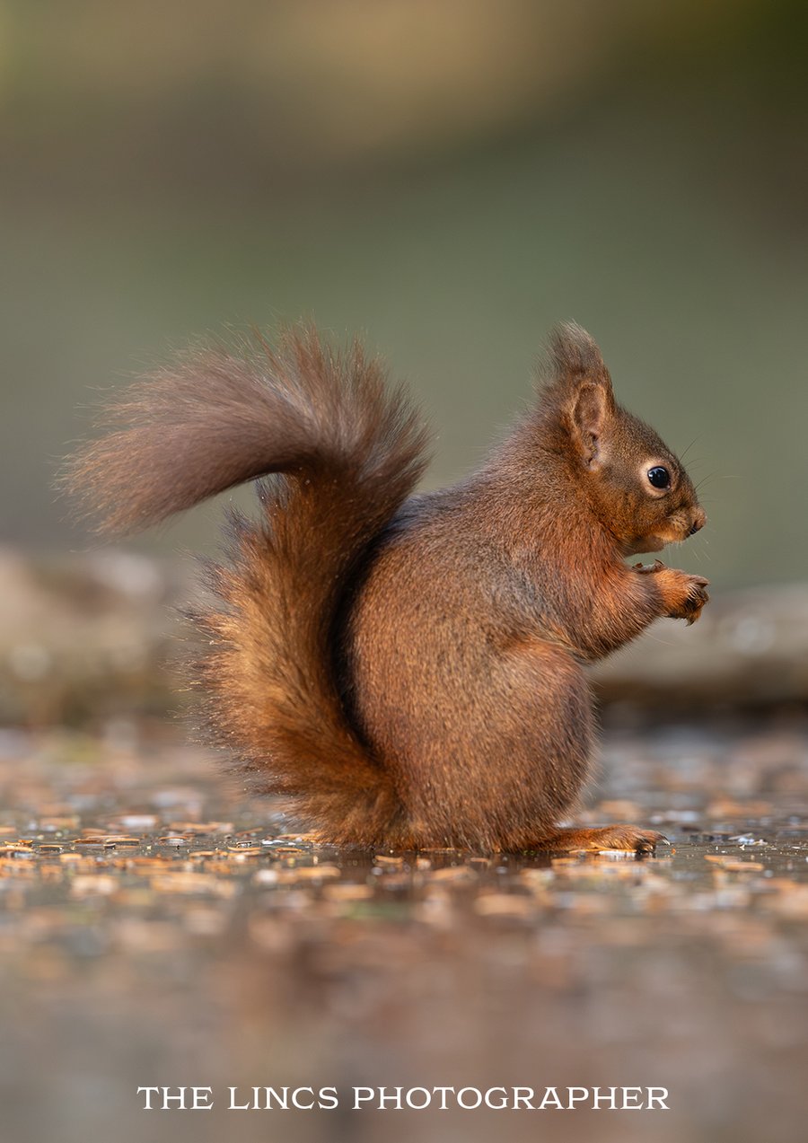 Red Squirrel print (Limited edition of 10)