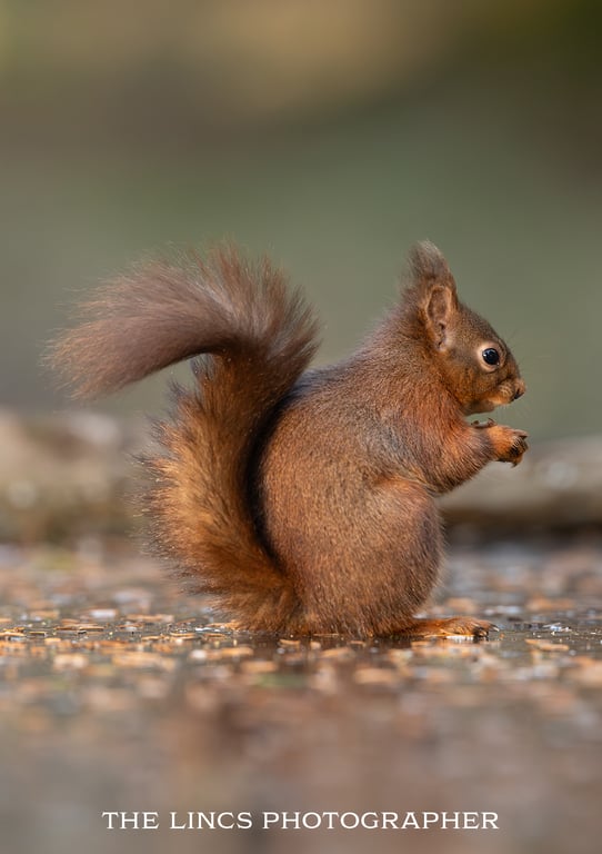 Red Squirrel print (Limited edition of 10)