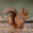 Red Squirrel print (Limited edition of 10)
