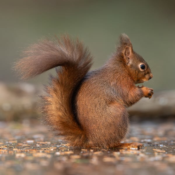 Red Squirrel print (Limited edition of 10)
