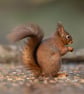 Red Squirrel print (Limited edition of 10)
