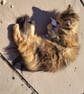 Catnip Kicker Cat Toys Mice design - Image 6