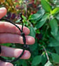 Moss Agate Macrame Bracelet  - Image 4