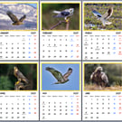 2027 A4 Calendar Hawks Eagles Wire Hanging 