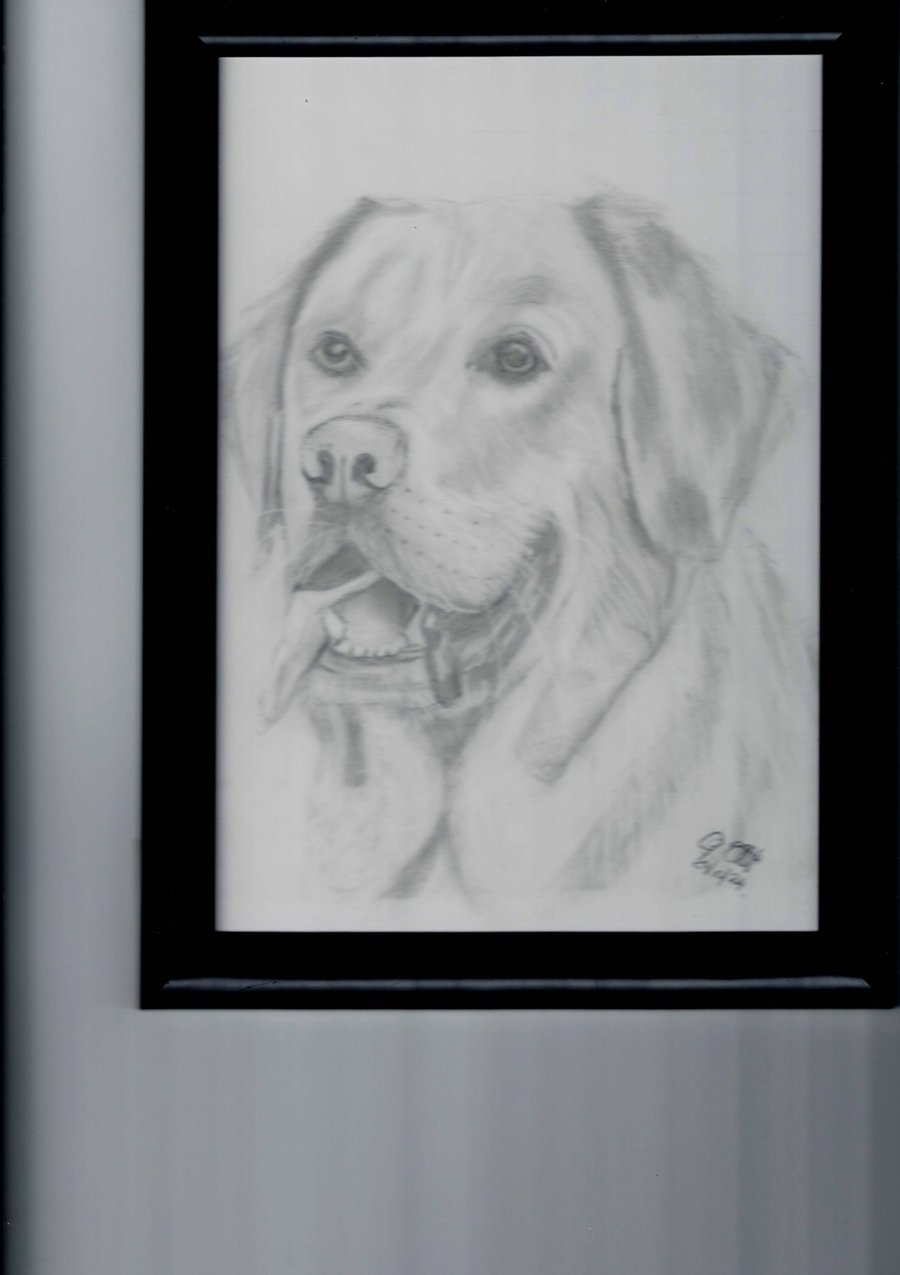 Labrador framed
