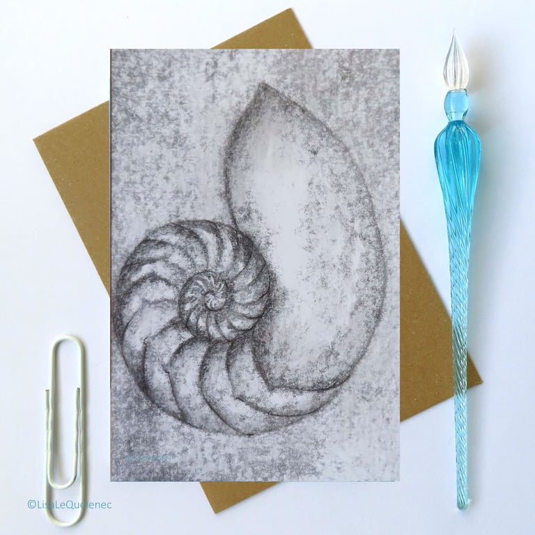  Blank card chambered nautilus spiral shell notecard cello free