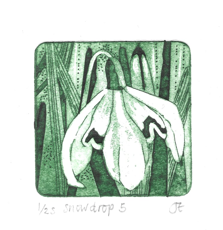 Snowdrop 5