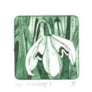 Snowdrop 6