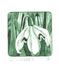 Snowdrop 6