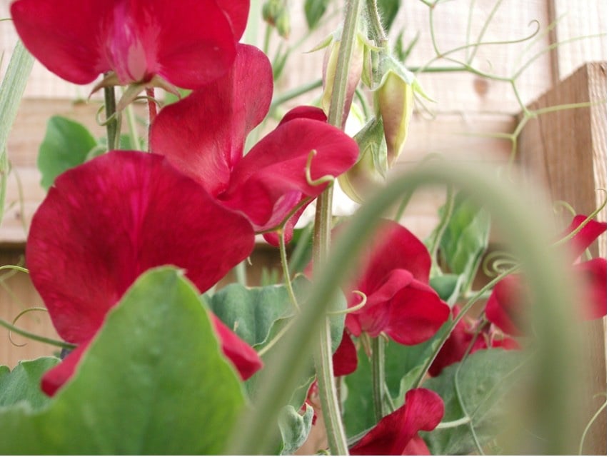 7" x 5" Photographic Card