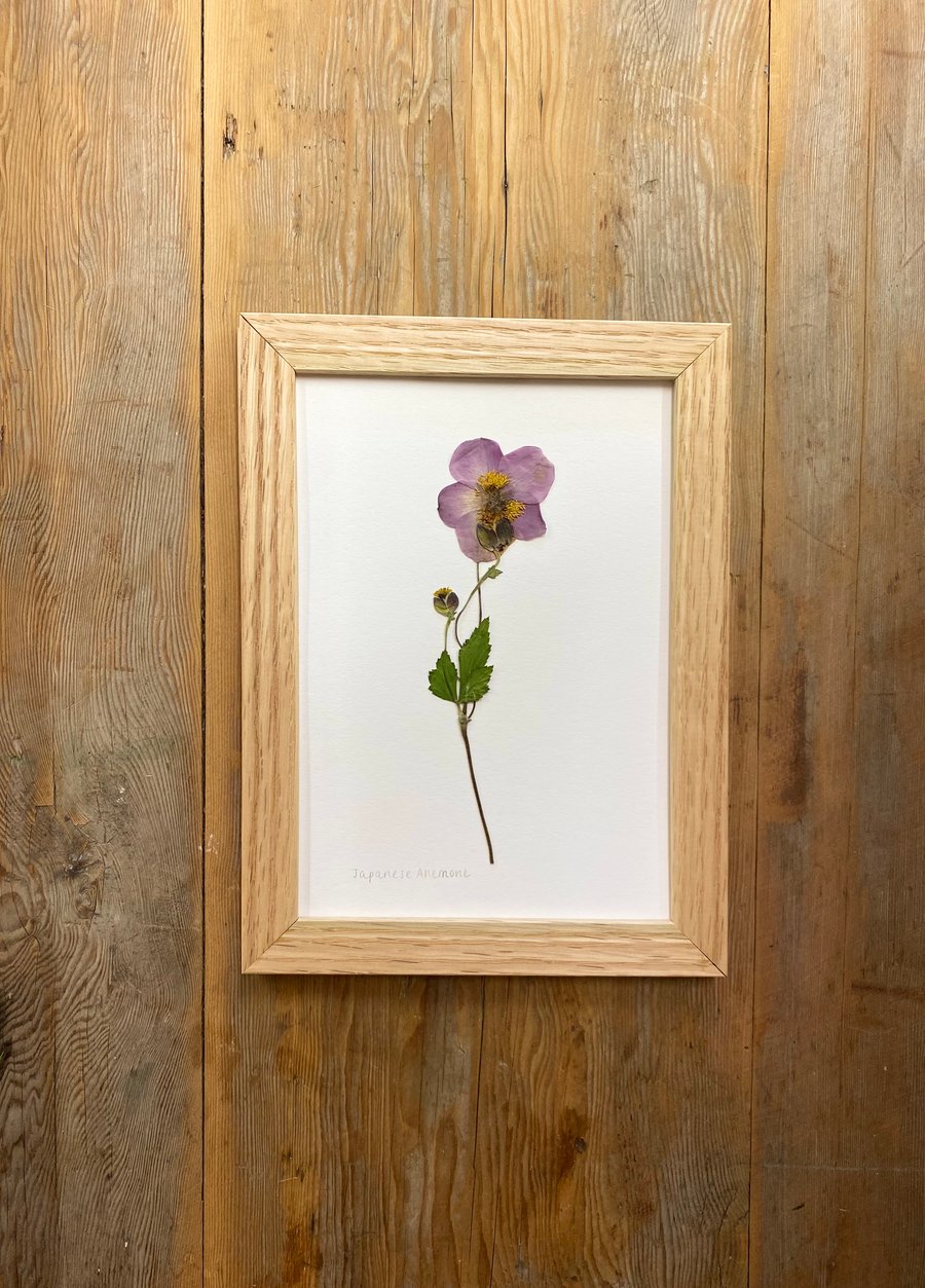 Pressed Japanese Anemone flower - A5