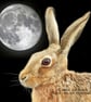 Exclusive Handmade Hare & Moon Greetings Card on Archive Photo Paper - Image 2
