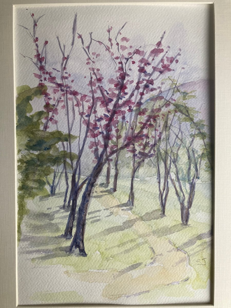 Watercolour of cherry blossoms in Miyoshi. Landscapes of Japan. 