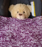 Blanket Cover to fit a Maxi Cosi Baby Car Seat and others Two Colours (R78) - Image 1