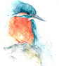 Kingfisher 'Watching'. A Fine Art Print from an Original Watercolour Painting
