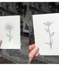 Set of 18 Coloured Wildflower Sketches - Image 2
