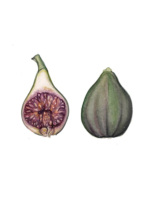 Fig pair mounted print