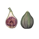 Fig pair mounted print