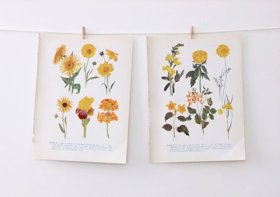 Vintage Flower Illustrations - yellow