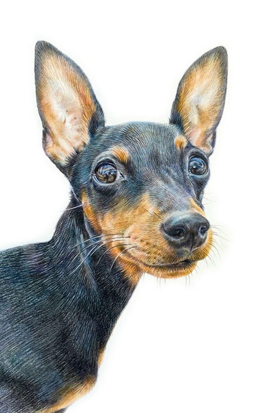 Custom hand drawn pencil pet portrait