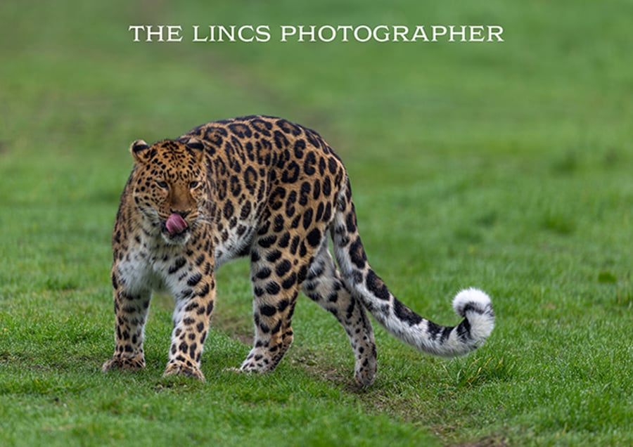 Leopard print (Limited edition of 10)