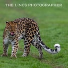 Leopard print (Limited edition of 10)