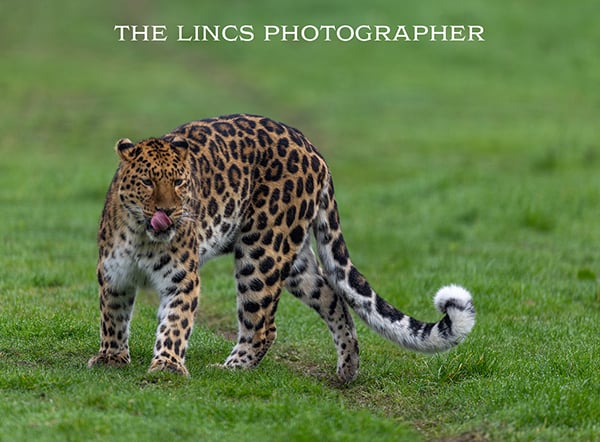 Leopard print (Limited edition of 10)