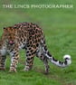 Leopard print (Limited edition of 10) - Image 1