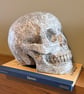 Hamlet Yorik Skull - Image 2