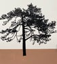 Ashdown Pine no.60, original A4 artwork, hand drawn, painted, autumn brown
