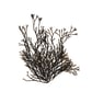 Seaweed art print - Channel Wrack