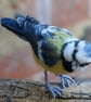Woollen detailed Blue Tit - Reserved for Kate  - Image 1