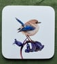 Fairy Wren and Bluebell Coaster - Image 1