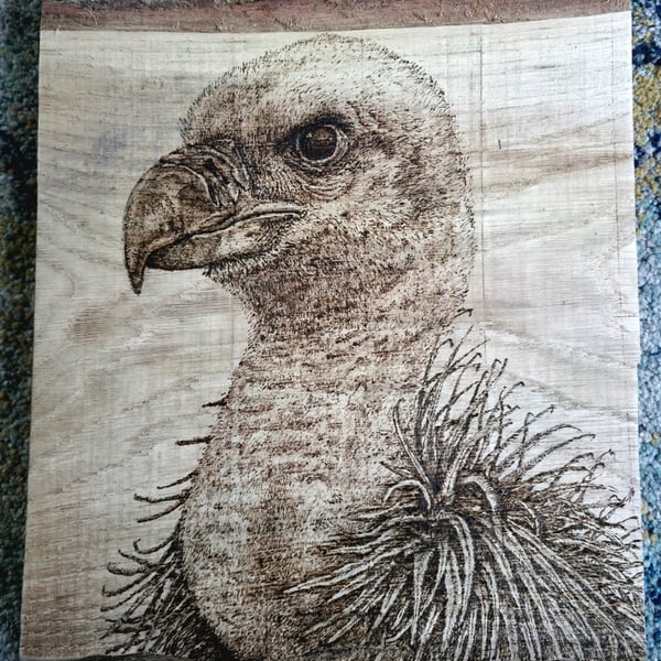 Vulture pyrography 