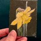  daffodil original painting
