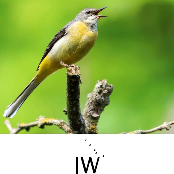 2026 Wildlife Photography Calendar - A3