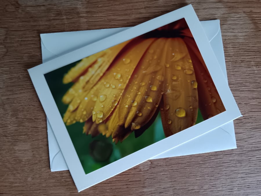 Yellow Flower after the Rain Large Photographic Card 7" x 5" Blank