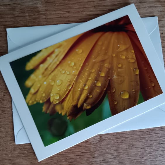 Yellow Flower after the Rain Large Photographic Card 7" x 5" Blank