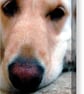 Golden Retriever Dog Portrait Photograph Print - Image 6